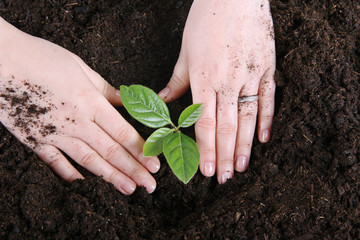 planting young tree, close up