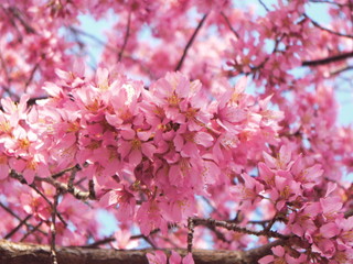 桜の花　接写