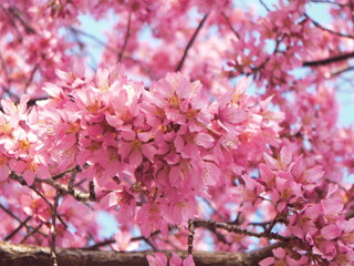 Fototapeta premium 桜の花 接写