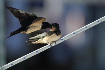 Swallow - sensitivity and delicacy when feeding offspring © zmija5