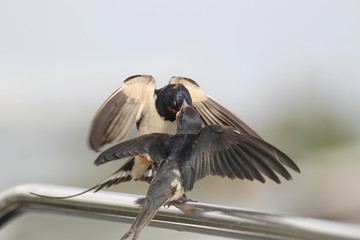 Swallow - sensitivity and delicacy when feeding offspring
