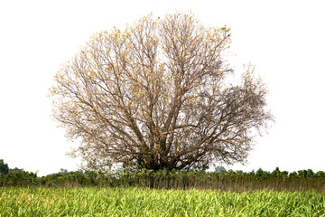 Naklejka premium Dead trees isolated on white background Suitable for use.