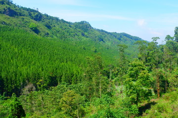 Fototapeta na wymiar Green trees scenery at Bandung, Indonesia