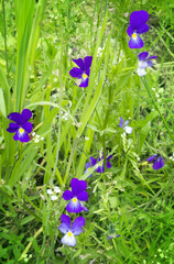 Meadow flower violet tricolor