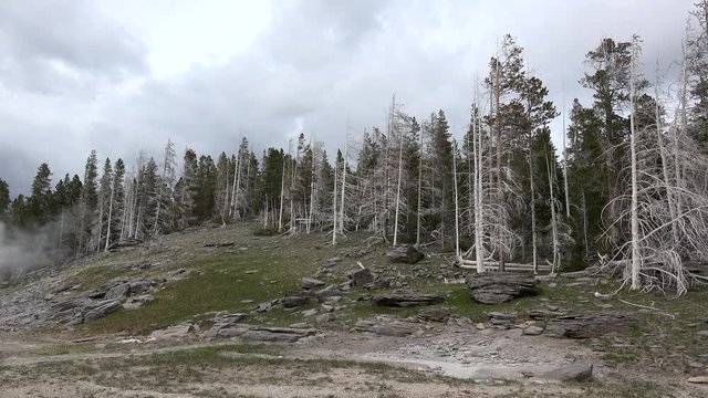 Dead pines opposite Grand Geyser of Upper Geyser Basin (Old Faithful Area). Yellowstone NP, Wyoming, USA