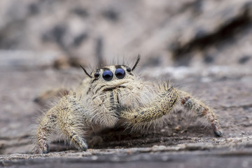 Super macro female Hyllus diardi or Jumping spider on rotted wood