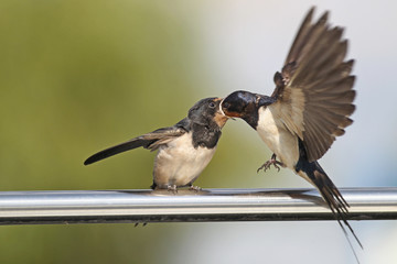 Swallow - sensitivity and delicacy when feeding offspring