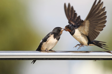 Swallow - sensitivity and delicacy when feeding offspring © zmija5