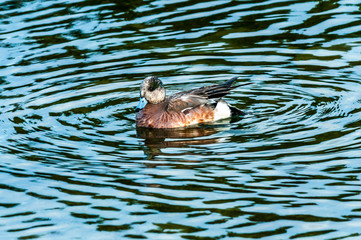 A Duck in the Water