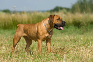 Boerboel steht auf einer Wiese