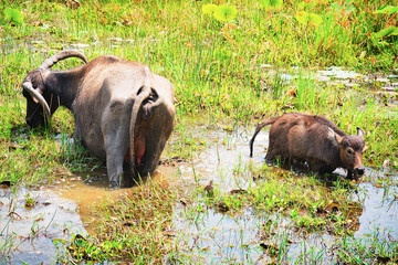Buffalo and calf in pond with water in Siem Reap