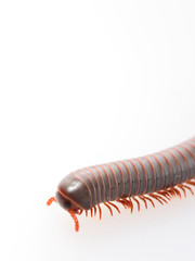Millipedes, insect with long body and many legs look like centipedes, worm, or train