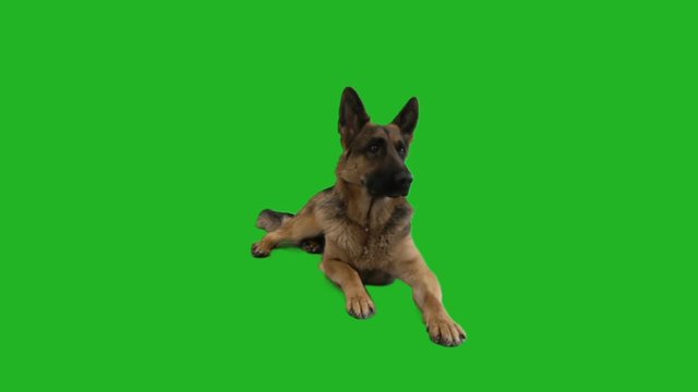 German Shepherd looks and lickens on a green screen