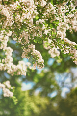 Trees blooming in park Leeds Castle Kent UK spring