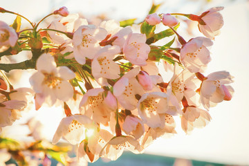Tender Sakura cherry tree flowers blooming spring sunny day Vilnius