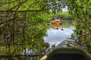 EVERGLADES, FLORIDA, USA - AUGUST 31: Tourist kayaking in mangrove forest on August 31, 2014 in...