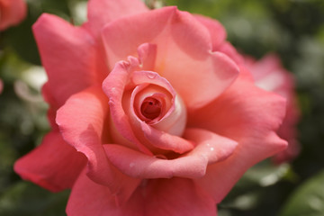 Closeup of Rose, Blooming Outdoors with Drops of Dew on petals.