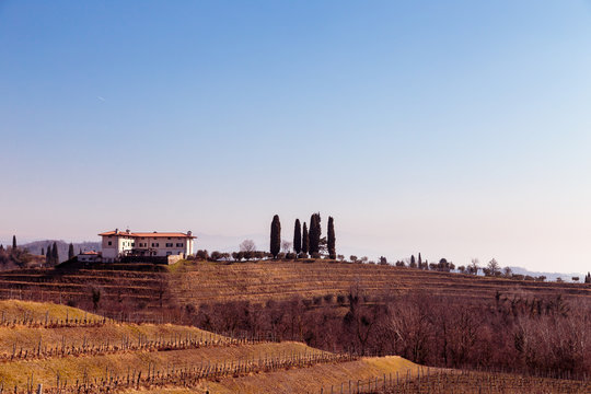 Winter morning in the vineyards of Collio, Italy