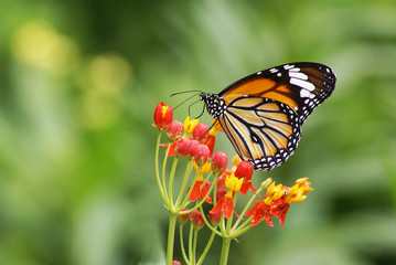 butterfly and flower