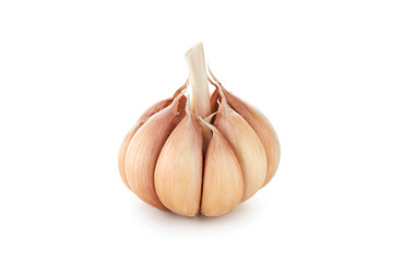Fresh garlic head on white background