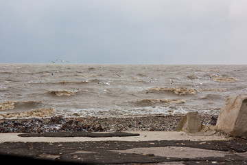 Storm on the sea of Azov. Snow, wind and seagulls flying over the water