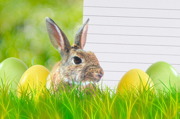 easter, rabbit, easter bunny, happy Easter