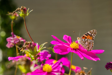 Close up of a orange butterfly on a pink flower in Spring