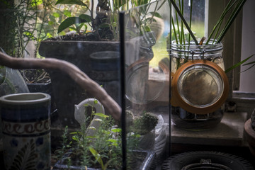 Tine little glass garden in a cube
