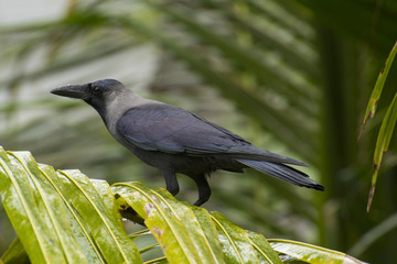 Crow