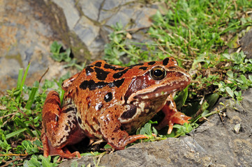 Grasfrosch (Rana temporaria) in den französischen Pyrenäen - Common frog