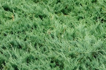 Branches of juniper, the evergreen coniferous plant with needle-like leaves.
