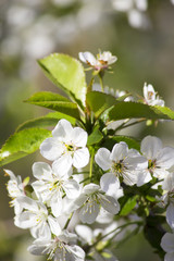 Cherry blossoms. Blooming cherry branch, spring scent