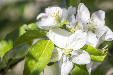 Blooming apple tree. Spring flowering of trees. Apple tree flower macro