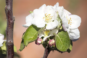 Blooming apple tree. Spring flowering of trees. Apple tree flower macro