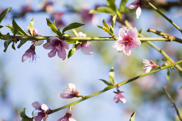 Flowering peach tree. Flowering branches. Peach bloom