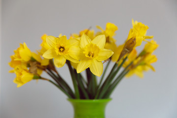 Fresh yellow daffodils