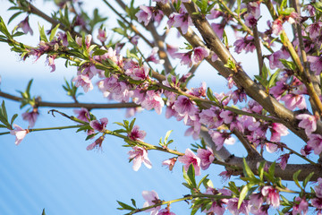 Flowering peach tree. Flowering branches. Peach bloom