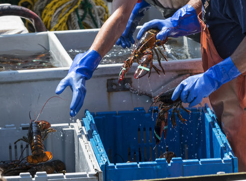 Fishermen throwing live lobsters into bins