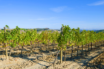Fototapeta na wymiar Harvested vineyard on a sunny September day. Tuscany, Italy