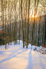 Winter in the forest