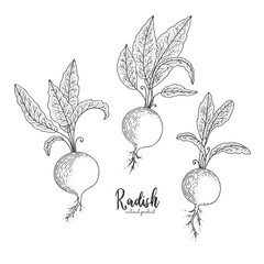 Radish hand drawn vector illustration. Isolated vegetable engraved style object. Detailed vegetarian food drawing. Farm market product. Great for menu, street festival, farmers market