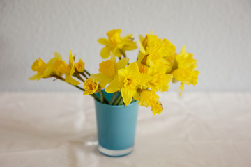 Fresh daffodils in a blue vase