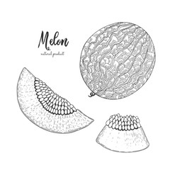 Hand drawn illustration of melon isolated on white background. Engraved style illustration. Detailed vegetarian food. Applicable for menu, flyer, label, poster, print, packaging.