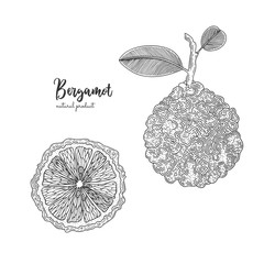 Hand drawn illustrations of bergamot isolated on white background. Hand drawn elements for menu, promotion, advertising, greeting cards, wrapping paper, cosmetics packaging, labels, flyer. - obrazy, fototapety, plakaty