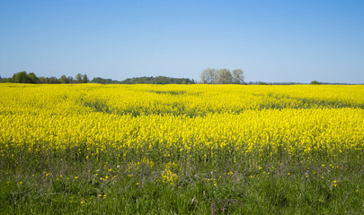 Fototapeta premium a large field of yellow flowers,rape
