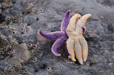 Two starfish are like a loving couple. They hug each other funny. One star is purple, the other is yellow. They lie on sea stones.