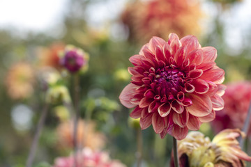 Dahlia © Catherine