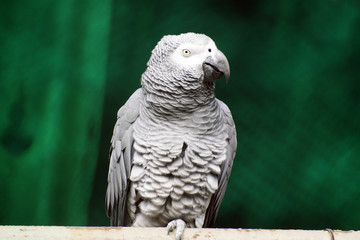 African Grey Parrot