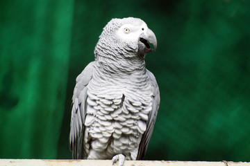 African Grey Parrot