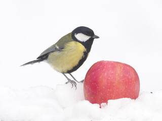 Great tit, Parus major